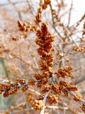 Hippophae fluviatilis